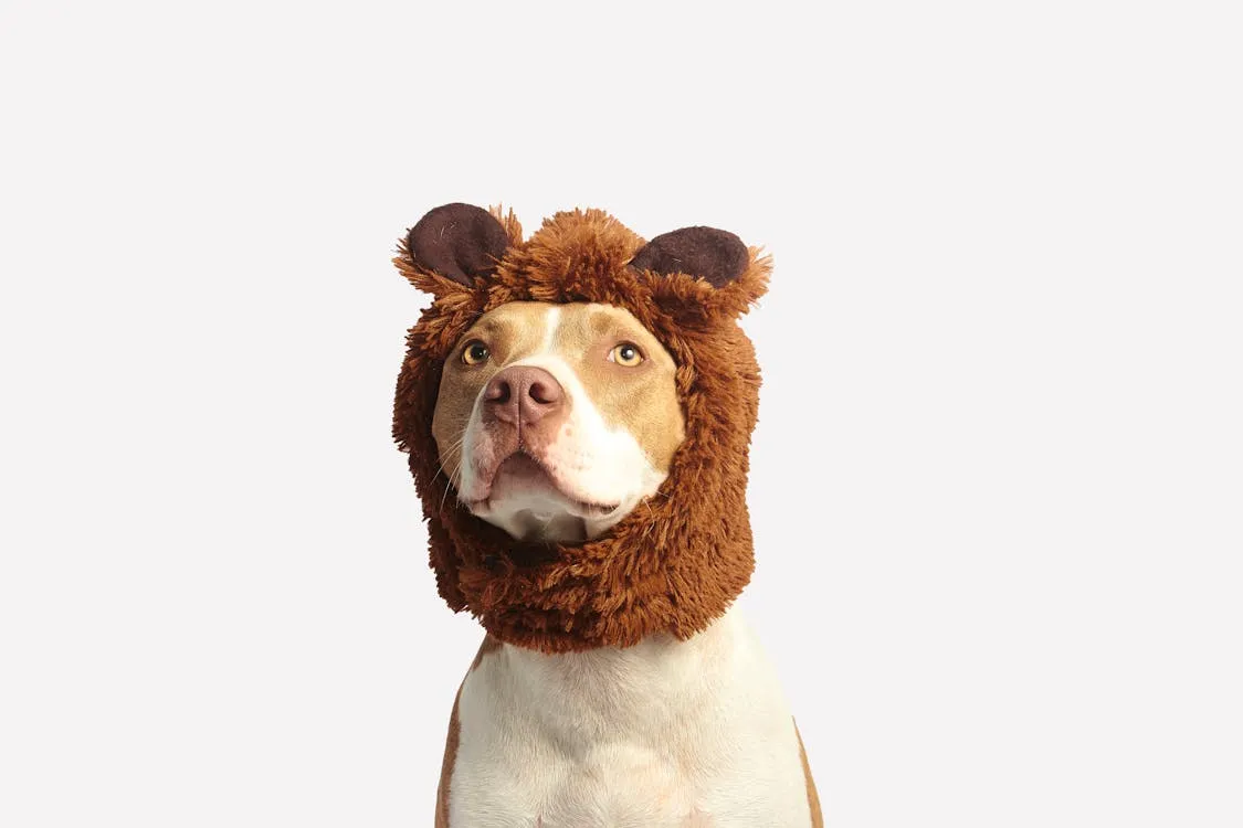Premium Pet Toys