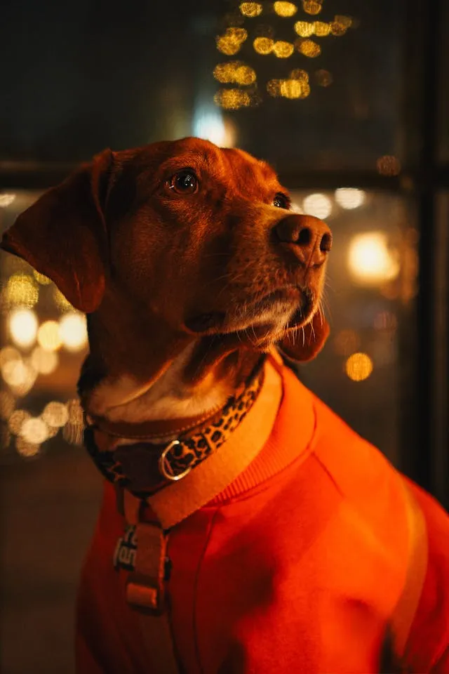 Healthy Pet Food