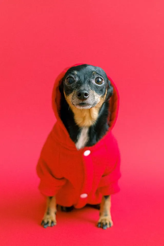 Pet Accessories